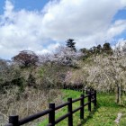 二ノ曲輪から主曲輪を望む