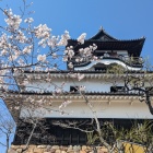 桜と天守
