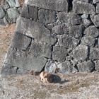 お掘の鹿と石垣