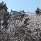 桜越しの天守