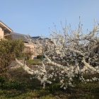 空き地に咲く花