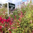 ③	庭園横に咲いていた花