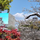 ④	大天守と宇土櫓（宇土櫓は工事用素屋根に覆われたまま）