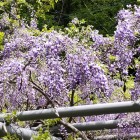 ⑦	宝当神社に咲く藤の花