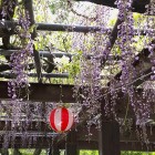 ③	満開の藤の花（二ノ丸）