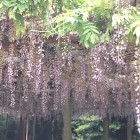 ③	高祖神社に咲く藤の花
