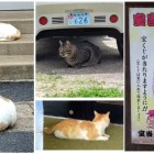 ⑨	近寄ってくる猫に癒される