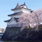 三階櫓＆桜