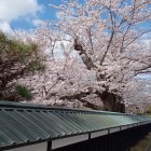 ②致道館の桜