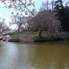 ⑤本丸　御角櫓台と桜