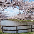 ⑤二の丸西堀と桜(奥に旧西田川郡役所)