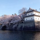 旧二の丸隅櫓と桜