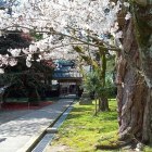 ①藤基神社の桜と苔