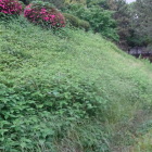 本丸土塁