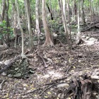石垣は段状に