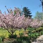 桜が見ごろ