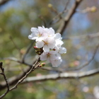 同左付近に咲き始めの桜