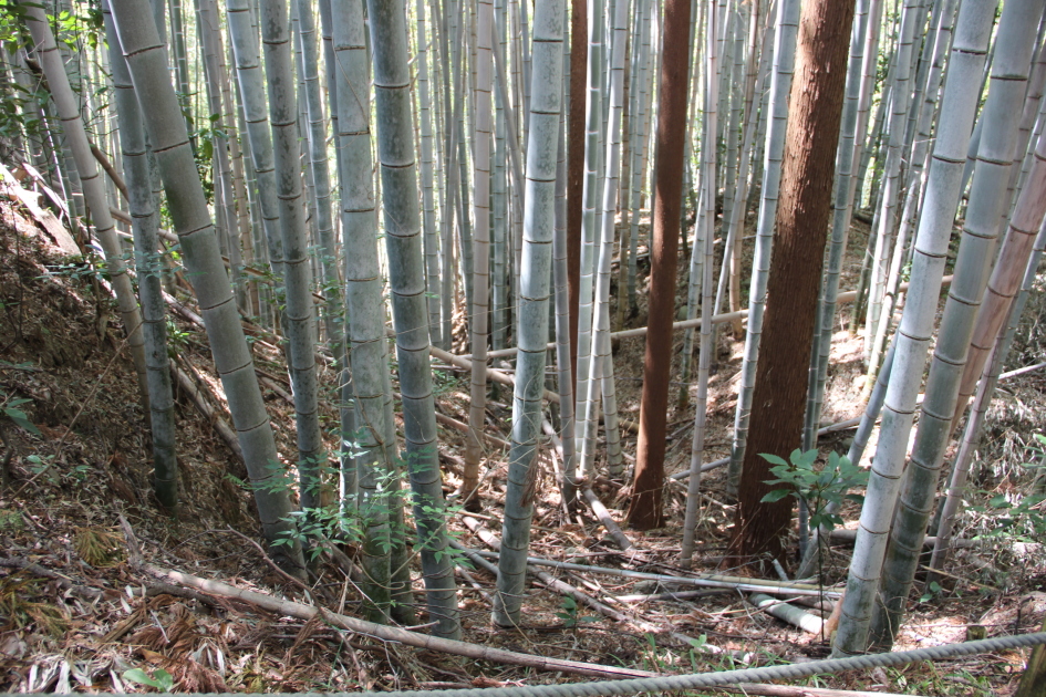 ２号竪堀、南の丸Ⅰ西側直下
