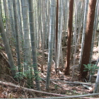 ２号竪堀、南の丸Ⅰ西側直下
