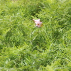 二輪の笹ゆり