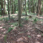 本曲輪幅広の土塁上西側辺り