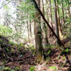 ニノ曲輪北側の土塁（左側の高まり）