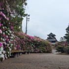 ツツジと模擬天守