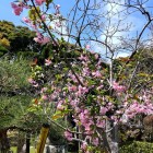 ③	山里丸（居館跡に咲く桜）