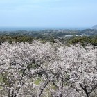 ⑧	天守台から玄界灘にかすかに見える壱岐対馬
