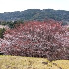 ⑩	堀秀治の陣から豊臣秀保の陣を眺める（背後の山体）