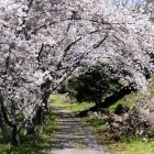⑥	破却石垣の前で花見を楽しむ人々（二ノ丸）