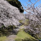 ⑩	大手門から見た大手道（太閤道）の桜のトンネル