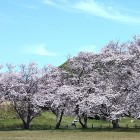 ④	二ノ丸から見上げた天守台