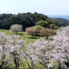 ⑦	天守台から眺めた二ノ丸の桜と玄界灘