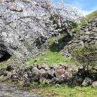 ⑤	破却石垣と桜（二ノ丸）