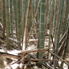 ④横堀