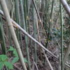 ⑦竹やぶ