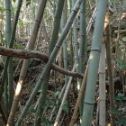 ⑤竹やぶ