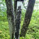 ⑦主郭の表示杭