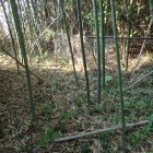 ④簡易水道タンクがある場所の郭
