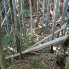 ①堀切