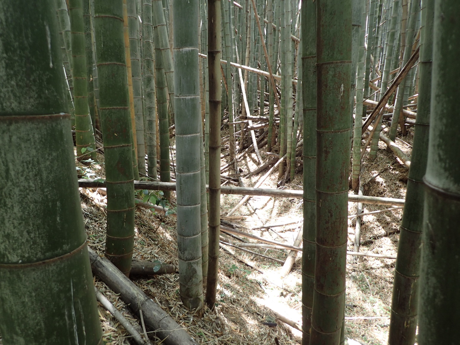 ①横堀と土塁