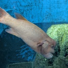 福山大学 マリンバイオセンター水族館