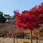 紅葉と天守