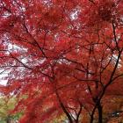北山公園の紅葉