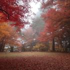 本丸。鮮やかな紅葉！