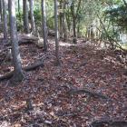 西城・西虎口の土塁