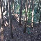 北尾根の堀切