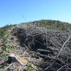 城方面から見た山頂