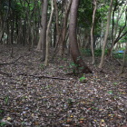 島津義弘陣